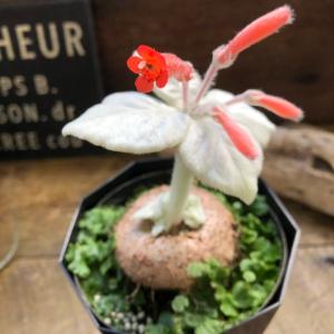 希少 断崖の女王 塊根植物 シンニギア レウコトリカの詳細画像3