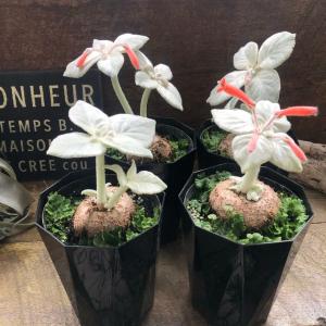 希少 断崖の女王 塊根植物 シンニギア レウコトリカの詳細画像4