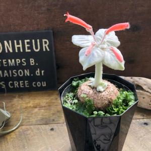 希少 断崖の女王 塊根植物 シンニギア レウコトリカの詳細画像5