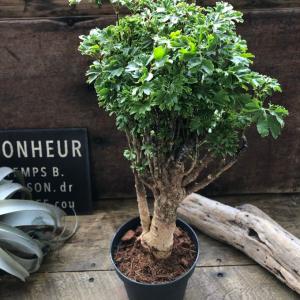 パセリ ポリシャス 観葉植物の詳細画像1