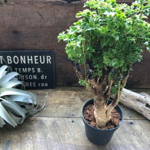 パセリ ポリシャス 観葉植物の詳細画像2