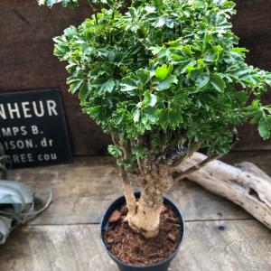 パセリ ポリシャス 観葉植物の詳細画像4