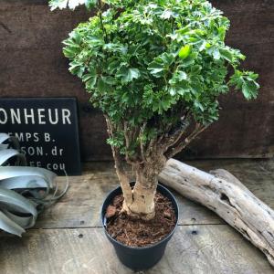 パセリ ポリシャス 観葉植物の詳細画像5