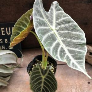 ワトソニアライトニング 即完売 アロカシア 観葉植物