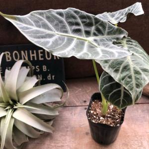 ワトソニアライトニング 即完売 アロカシア 観葉植物の詳細画像3