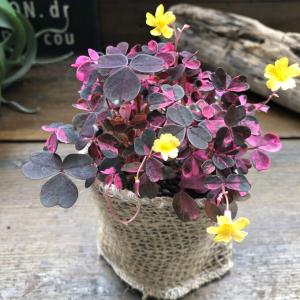 オキザリス 黄昏 2.5ロングポット苗 寄せ植え 花壇 カラーリーフ