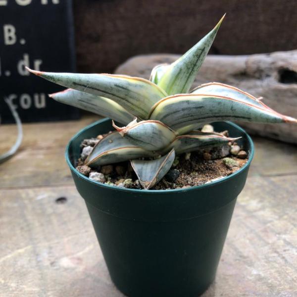 サンセベリア lav.1970 希少・人気品種のシャープで洗練された葉姿が魅力のサンセベリア 2.5...