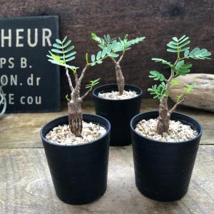 センナ　メリディオナリス Senna meridionalis コーデックス 塊根植物
