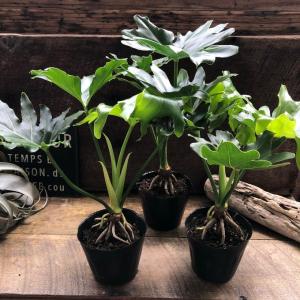 根上がりセローム 3.5号 観葉植物 インテリア ガーデニング