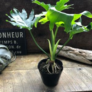 根上がりセローム 3.5号 観葉植物 インテリ...の詳細画像1