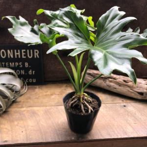 根上がりセローム 3.5号 観葉植物 インテリ...の詳細画像2