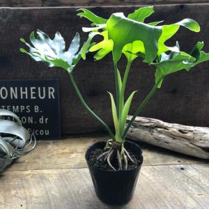 根上がりセローム 3.5号 観葉植物 インテリ...の詳細画像3
