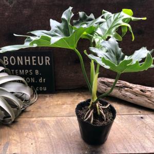 根上がりセローム 3.5号 観葉植物 インテリ...の詳細画像4
