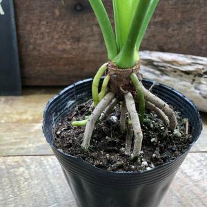 根上がりセローム 3.5号 観葉植物 インテリ...の詳細画像5