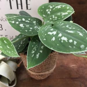 観葉植物 ハートの葉っぱの商品一覧 通販 Yahoo ショッピング