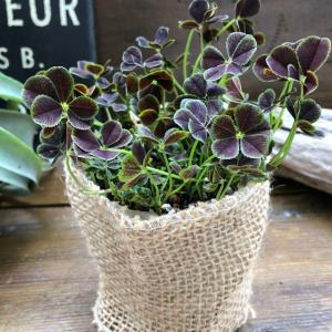 四つ葉のクローバー　幸せのクローバー　ガーデニング　インテリア　クローバー