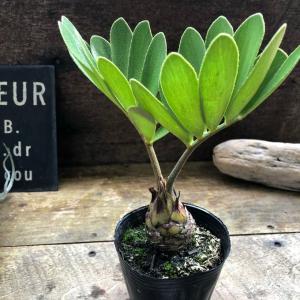 ザミア 高価な塊根植物 観葉植物 インテリアの詳細画像1