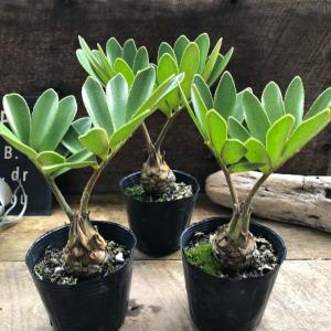 ザミア 高価な塊根植物 観葉植物 インテリアの詳細画像2