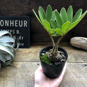 ザミア 高価な塊根植物 観葉植物 インテリアの詳細画像4