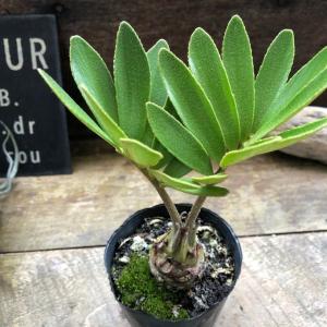 ザミア 高価な塊根植物 観葉植物 インテリアの詳細画像5