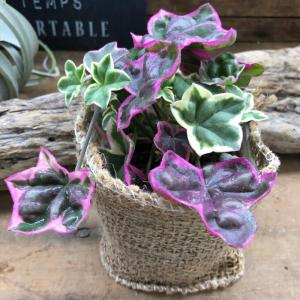 エレガンテ ピンクの星形 アイビーゼラニウム ...の詳細画像2