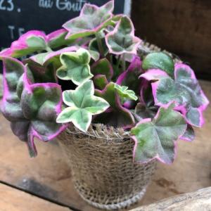 エレガンテ ピンクの星形 アイビーゼラニウム ...の詳細画像3