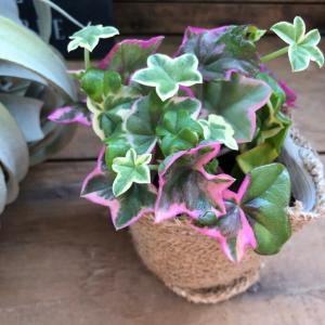 エレガンテ ピンクの星形 アイビーゼラニウム ...の詳細画像5