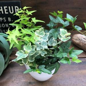 アローカリア ナンヨウスギ 7号鉢 観葉植物 : 日本ライン花木センター