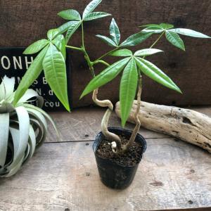 曲がり木のパキラ おしゃれ 観葉植物 インテリア