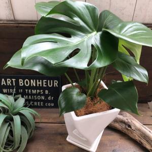 モンステラ 希少 白陶器鉢 立派 観葉植物