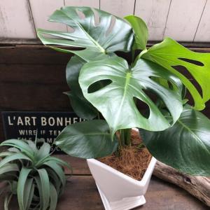 モンステラ 希少 白陶器鉢 立派 観葉植物の詳細画像1