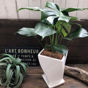 モンステラ 希少 白陶器鉢 立派 観葉植物の詳細画像2