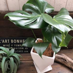 モンステラ 希少 白陶器鉢 立派 観葉植物の詳細画像3