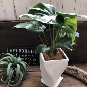 モンステラ 希少 白陶器鉢 立派 観葉植物の詳細画像4