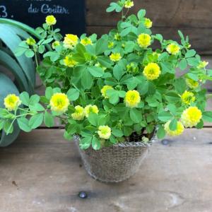 幸せの黄色のラッキークローバー グランドカバー...の詳細画像3