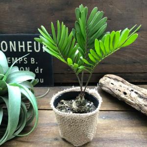 塊根植物の商品一覧 通販 Yahoo ショッピング