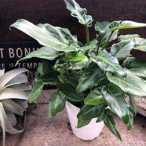 クッカバラ 観葉植物 の商品一覧 花 ガーデニング 通販 Yahoo ショッピング