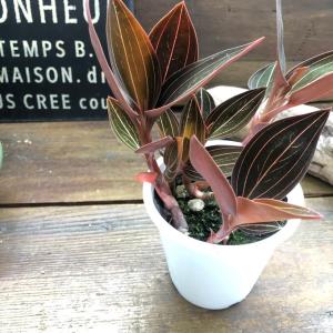 ジュエルオーキッドの商品一覧 通販 Yahoo ショッピング