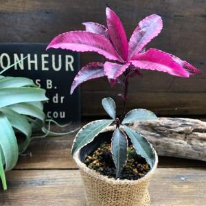 斑入り万両 紅孔雀 赤葉万両 観葉植物の詳細画像2
