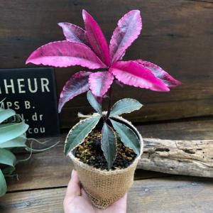 斑入り万両 紅孔雀 赤葉万両 観葉植物の詳細画像3