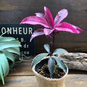 斑入り万両 紅孔雀 赤葉万両 観葉植物の詳細画像5