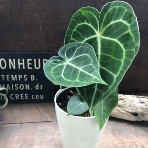 クラリネルビウム アンスリウム おしゃれ 観葉植物の詳細画像1