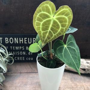 クラリネルビウム アンスリウム おしゃれ 観葉植物の詳細画像2