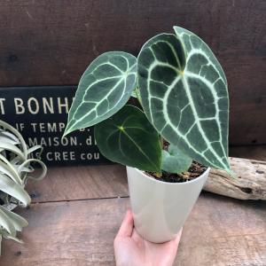 クラリネルビウム アンスリウム おしゃれ 観葉植物の詳細画像3