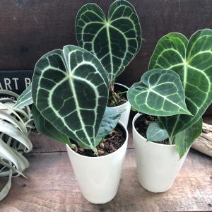 クラリネルビウム アンスリウム おしゃれ 観葉植物の詳細画像4