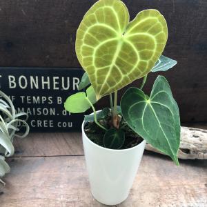 クラリネルビウム アンスリウム おしゃれ 観葉植物の詳細画像5