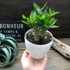 キングバンブー 縁起の良い植物 開運 風水 観葉植物の詳細画像1