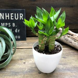 キングバンブー 縁起の良い植物 開運 風水 観葉植物の詳細画像3