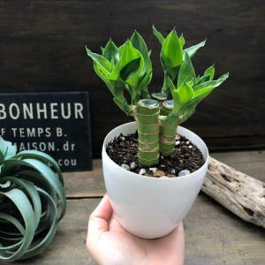 キングバンブー 縁起の良い植物 開運 風水 観葉植物の詳細画像4