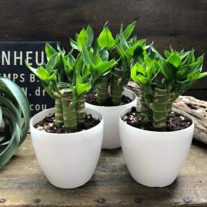 キングバンブー 縁起の良い植物 開運 風水 観葉植物の詳細画像5